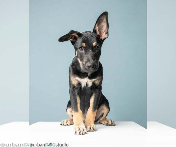 Medium Photo #2 Mutt Puppy For Sale in Tampa, FL, USA
