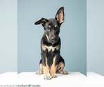 Small #1 Mutt