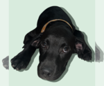 Small Labrador Retriever Mix