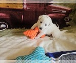 Small #2 German Shepherd Dog