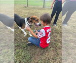 Small #2 Treeing Walker Coonhound