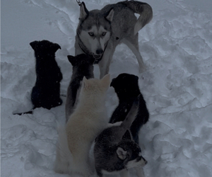 Pomsky Litter for sale in INDEPENDENCE, KS, USA