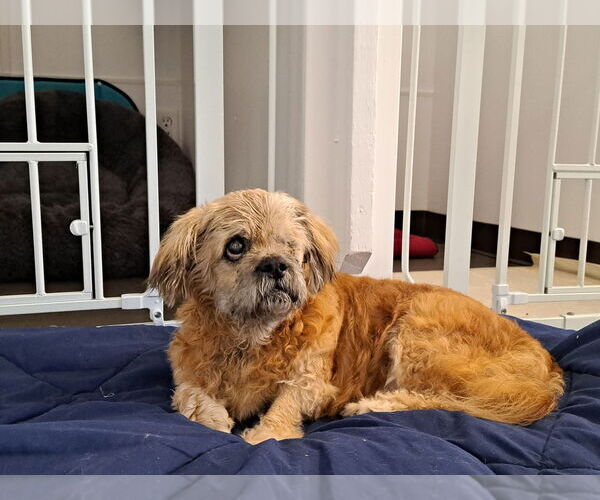 Medium Photo #5 Shih Tzu Puppy For Sale in oakland, FL, USA