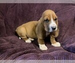 Puppy Green Collar Basset Hound