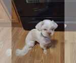 Small #1 Shih Tzu Mix
