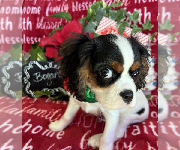 Medium Photo #2 Cavalier King Charles Spaniel Puppy For Sale in ABILENE, TX, USA