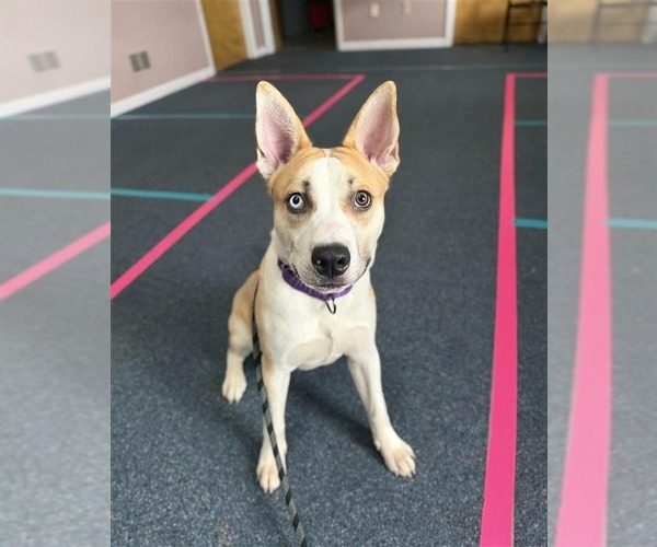 Medium Photo #2 Siberian Husky-Unknown Mix Puppy For Sale in Gloversville, NY, USA