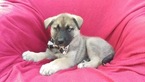Puppy 8 Labrador Retriever-Siberian Husky Mix