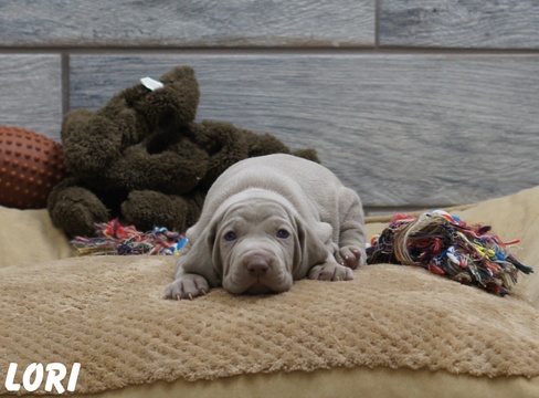Medium Photo #1 Weimaraner Puppy For Sale in OGDEN, UT, USA