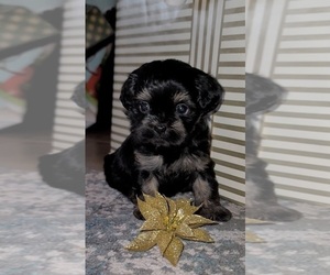 Lhasa-Poo Puppy for Sale in PHOENIX, Arizona USA