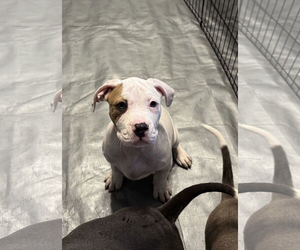 Medium Photo #7 Mutt Puppy For Sale in Garner, NC, USA