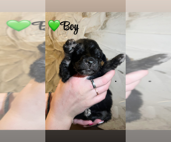 Medium Photo #15 Native American Indian Dog-Schnauzer (Giant) Mix Puppy For Sale in AMARILLO, TX, USA