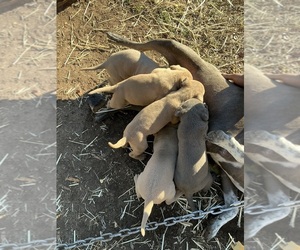 American Pit Bull Terrier Puppy for sale in HOPE HULL, AL, USA