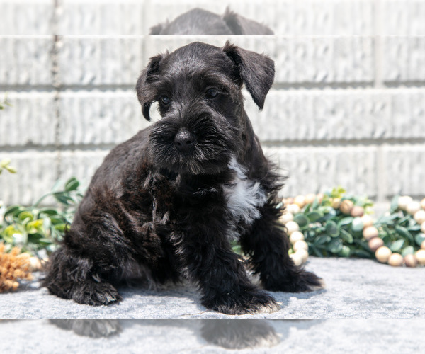Medium Photo #3 Schnauzer (Miniature) Puppy For Sale in BALTIC, OH, USA