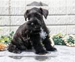 Small #2 Schnauzer (Miniature)