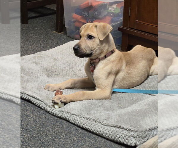 Medium Photo #2 Mutt Puppy For Sale in Springdale, PA, USA