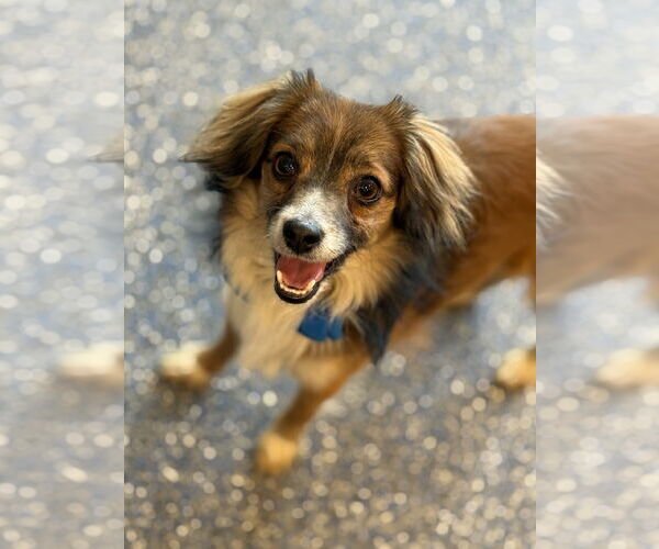 Medium Photo #2 Papillon-Unknown Mix Puppy For Sale in Phoenix, AZ, USA