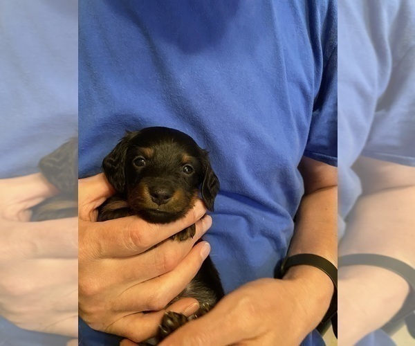 Medium Photo #15 Dachshund Puppy For Sale in LUBBOCK, TX, USA
