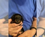 Small #14 Dachshund