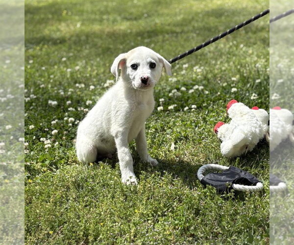 Medium Photo #2 Great Pyrenees Puppy For Sale in Yardley, PA, USA