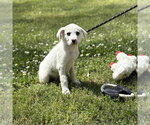 Small #1 Great Pyrenees