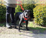 Small #1 American Pit Bull Terrier Mix