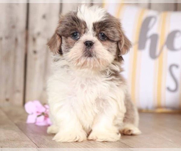 Medium Photo #1 Shih Tzu Puppy For Sale in MOUNT VERNON, OH, USA