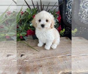 Poochon Puppy for sale in PRINCETON, KY, USA