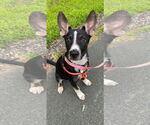 Small #1 Border Collie Mix