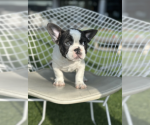 French Bulldog Puppy for sale in BLOOMFIELD HILLS, MI, USA