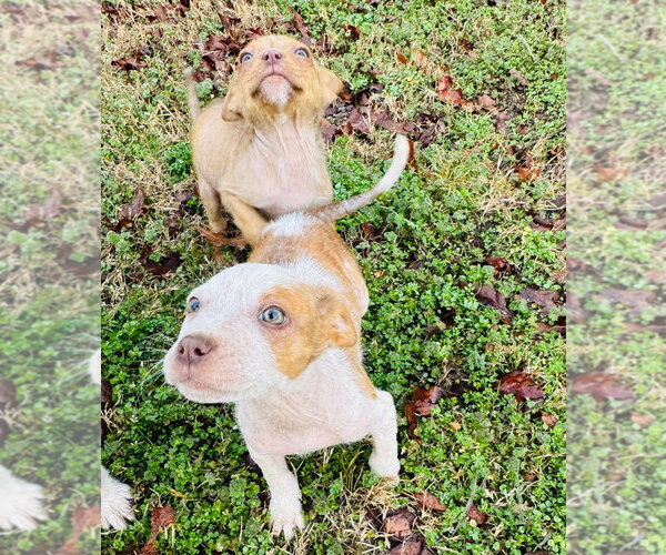 Medium Photo #2 Australian Shepherd-Unknown Mix Puppy For Sale in Claremore, OK, USA