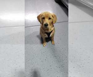 Golden Labrador Puppy for sale in APEX, NC, USA