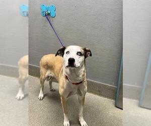Siberian Husky-Unknown Mix Dogs for adoption in Las Vegas, NV, USA