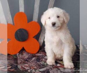 Poodle (Standard)-Siberian Husky Mix Puppy for sale in CANAJOHARIE, NY, USA