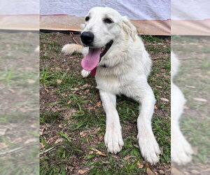Elene - Female Great Pyrenees Dog for Adoption - Photo #8
