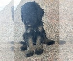 Small #16 Poodle (Miniature)-Poodle (Standard) Mix