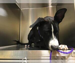 Labrador Retriever Dogs for adoption in Orange, CA, USA