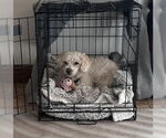 Small #1 Mutt