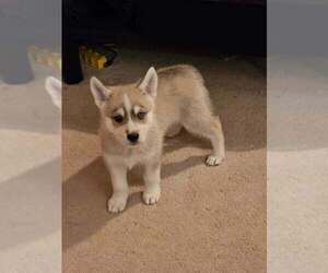 Gerberian Shepsky Puppy for sale in EDMORE, MI, USA