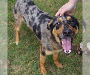 Catahoula Leopard Dog Dogs for adoption in Murfreesboro, TN, USA