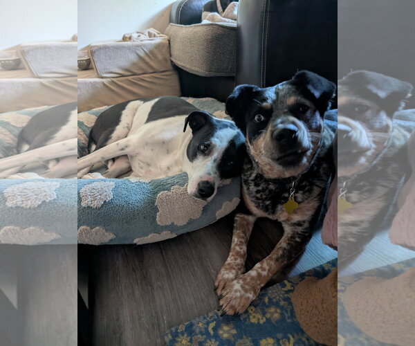 Medium Photo #5 Border Collie-Unknown Mix Puppy For Sale in Sandy, UT, USA