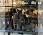 Small Photo #13 Belgian Malinois Puppy For Sale in LABADIE, MO, USA