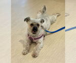 Small #8 Shih-Poo