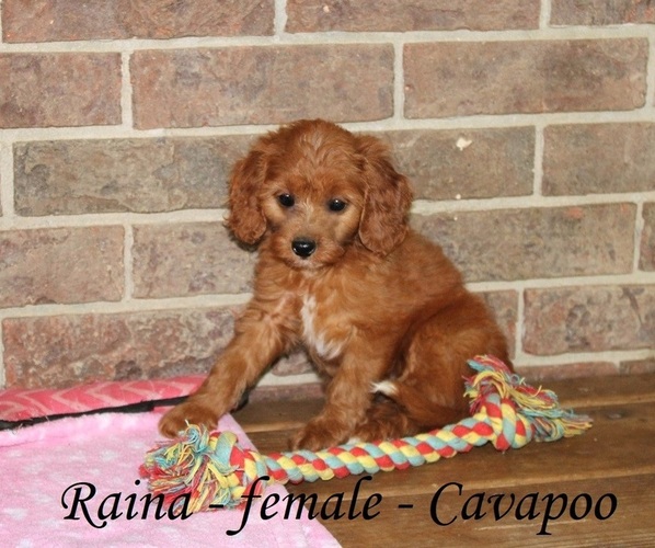 Medium Photo #1 Cavapoo Puppy For Sale in CLARKRANGE, TN, USA