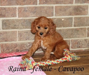 Cavapoo Puppy for sale in CLARKRANGE, TN, USA