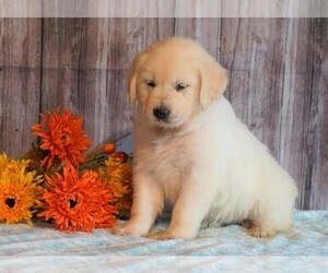 English Cream Golden Retriever Puppy for sale in FREDERICKSBG, OH, USA
