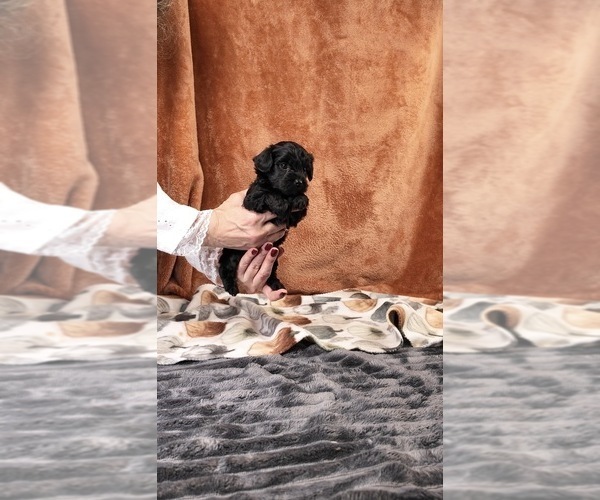 Medium Photo #36 Yorkipoo Puppy For Sale in FENTON, MI, USA