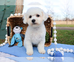 Small Photo #6 Bichon Frise Puppy For Sale in SYRACUSE, IN, USA