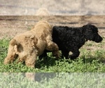 Small Photo #39 Poodle (Standard) Puppy For Sale in GARWOOD, TX, USA