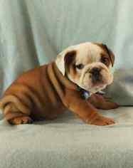 Bulldog Puppy for sale in EPHRATA, PA, USA